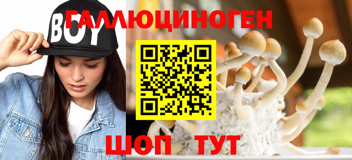 Бийск  Псилоцибиновые грибы Cubensis  даркнет сайт  Вход с VPN 