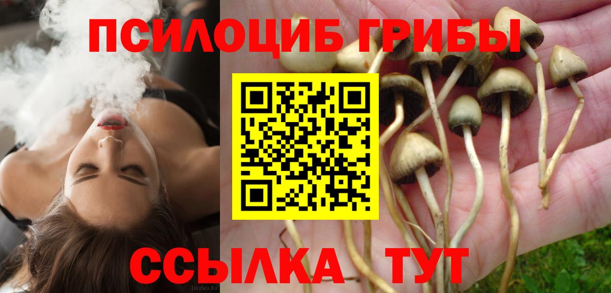 Псилоцибиновые грибы Cubensis Бийск